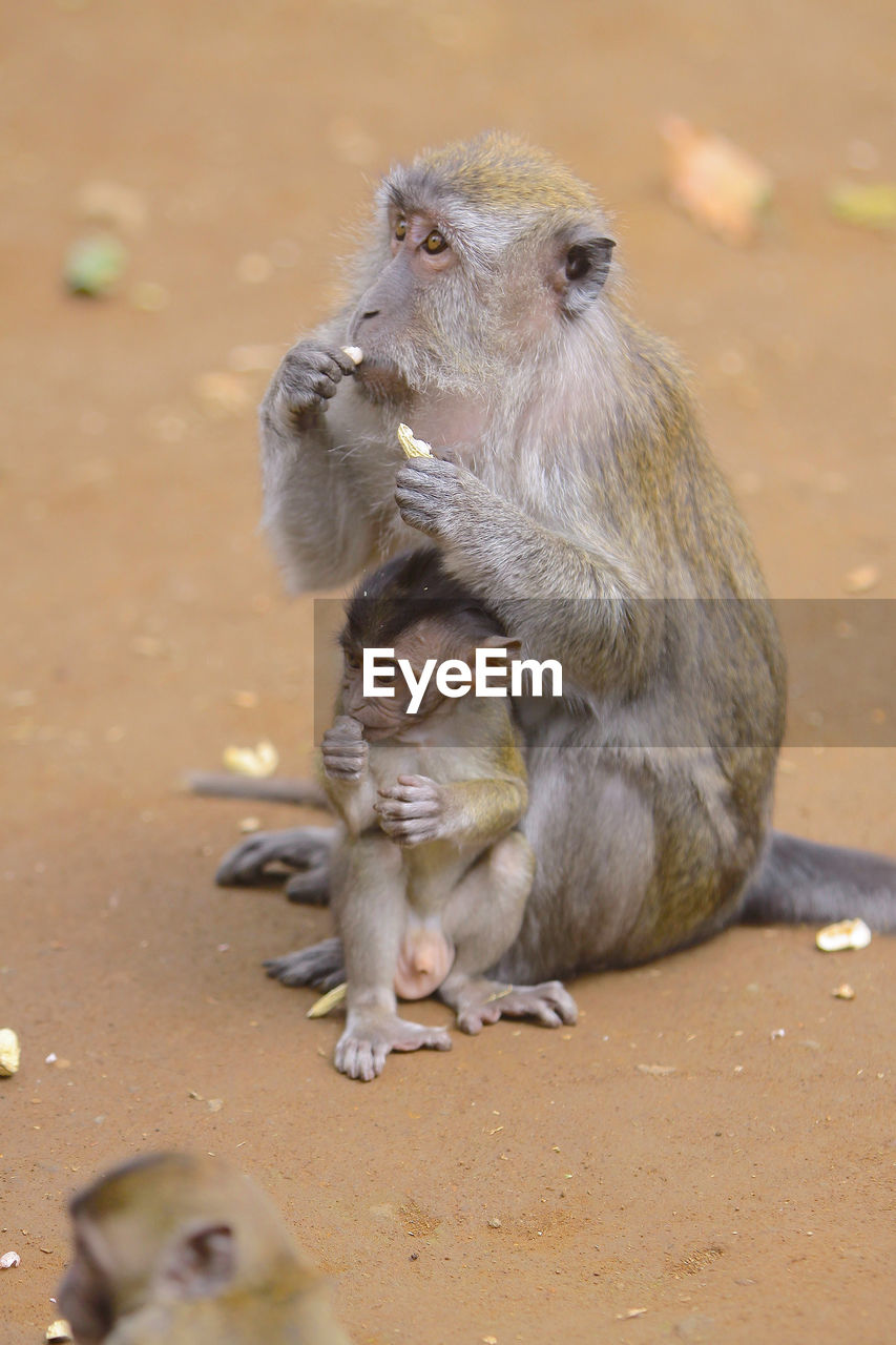 Close-up of monkeys in zoo