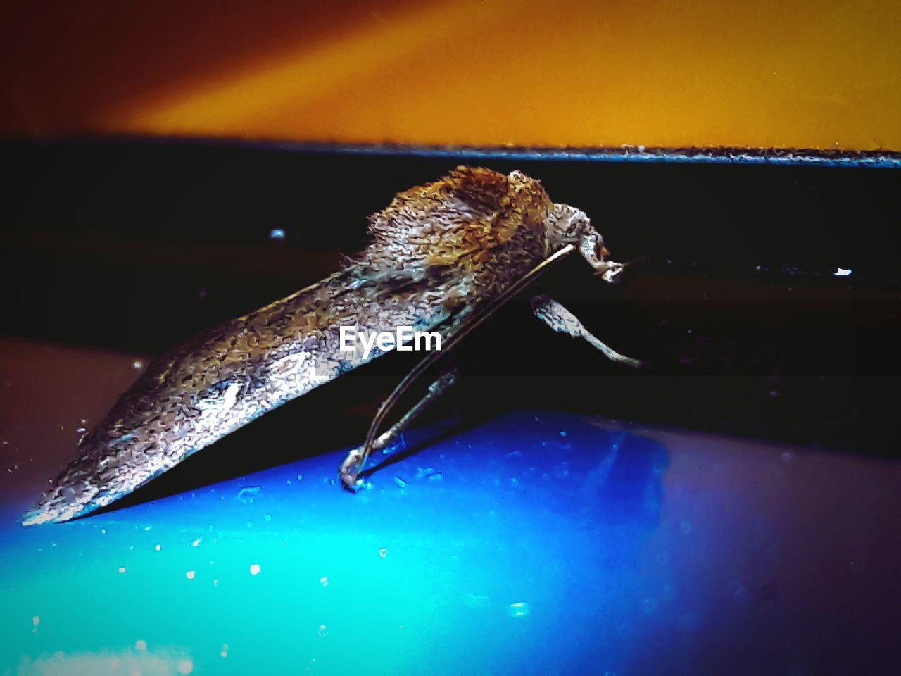 HIGH ANGLE VIEW OF AN INSECT ON BLUE METAL