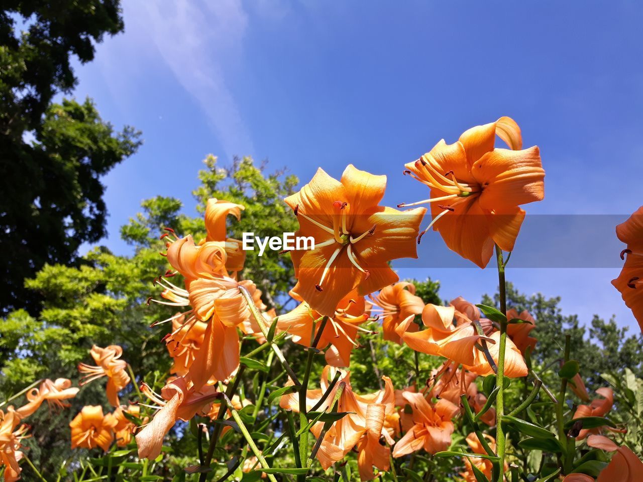 Low angle view of orange flowers against sky