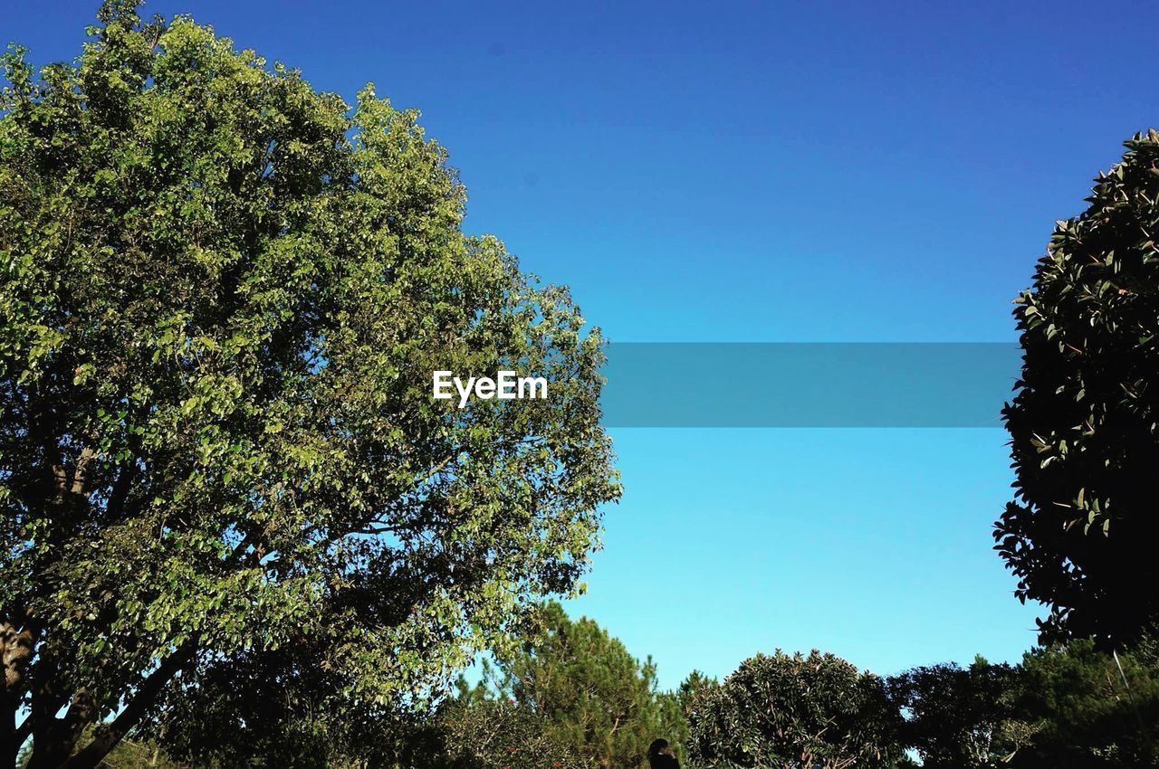 Low angle view of trees against clear blue sky