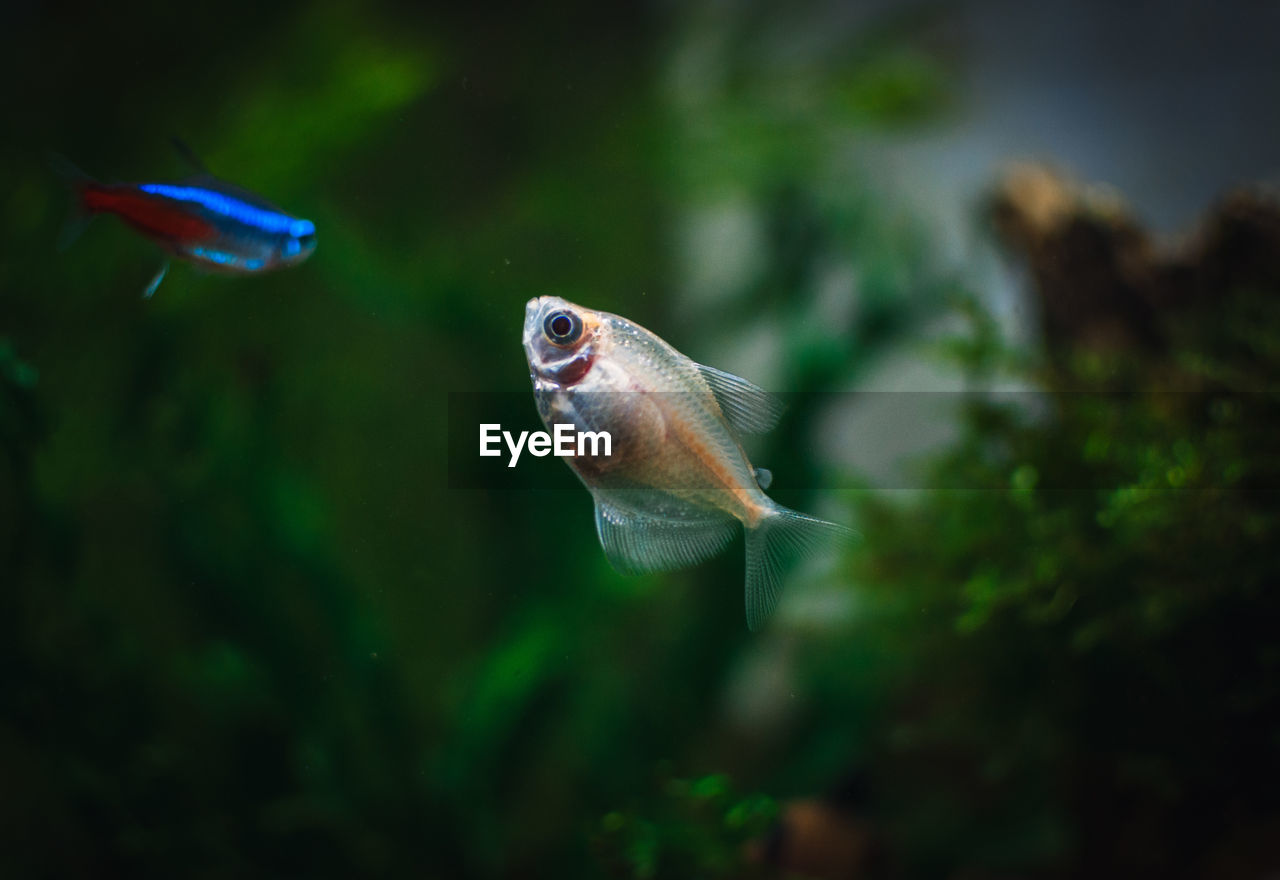 high angle view of fish swimming in sea