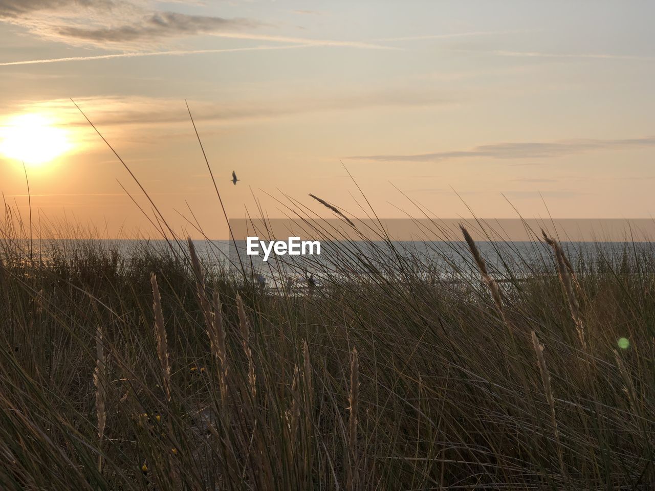 SCENIC VIEW OF SEA DURING SUNSET