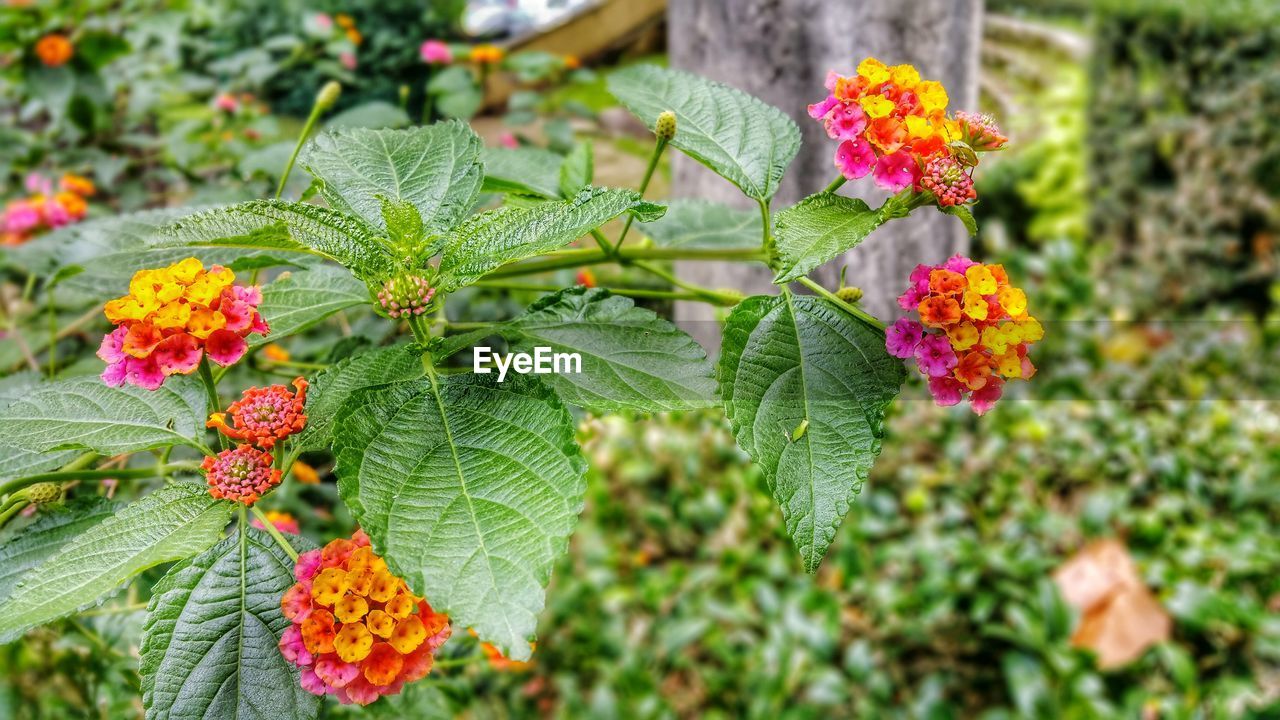 CLOSE-UP OF FRESH ORANGE FLOWERS BLOOMING IN PARK