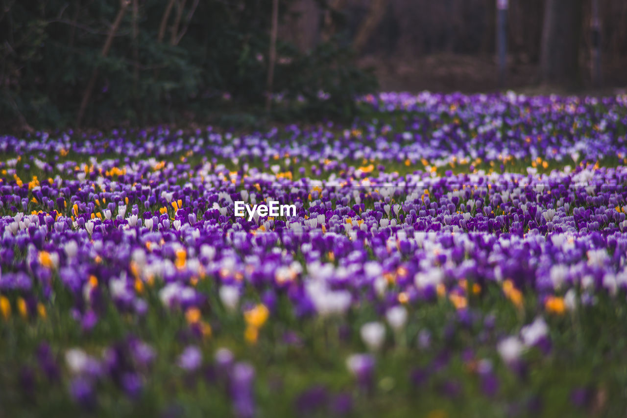 Close-up of purple flowers in field