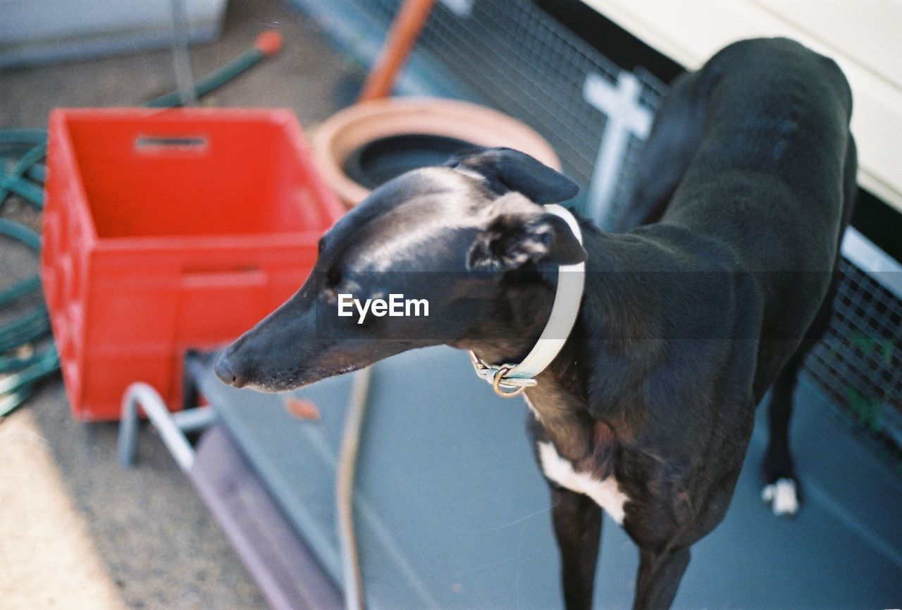 Close-up of greyhound dog