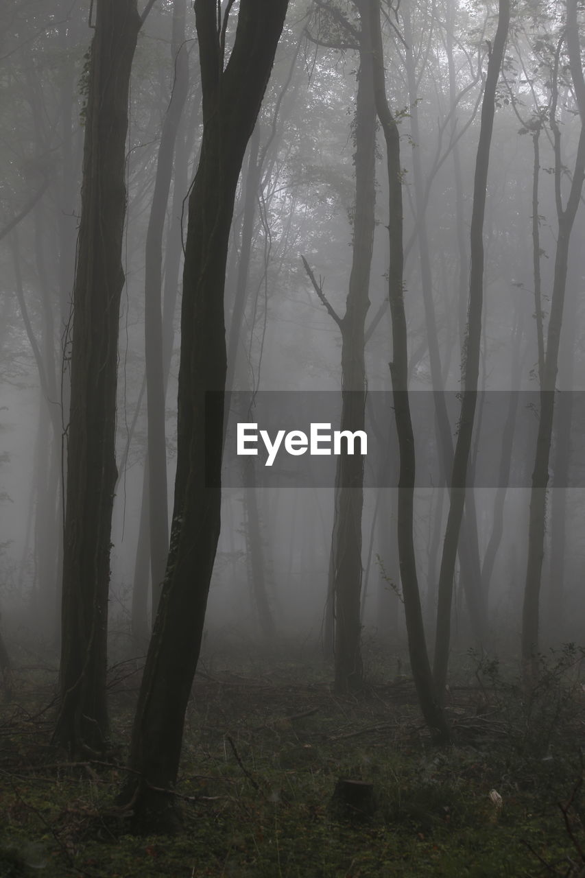 SCENIC VIEW OF FOREST
