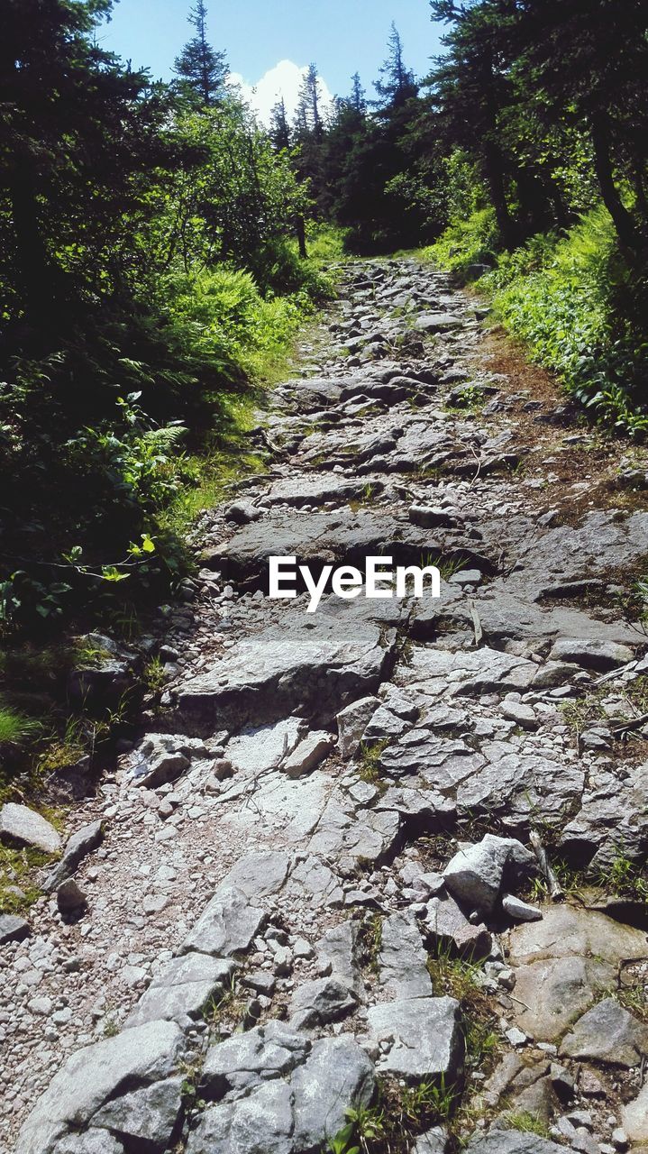 Road passing through trees