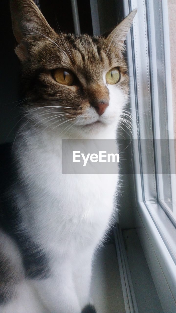 CLOSE-UP OF CAT LOOKING AWAY