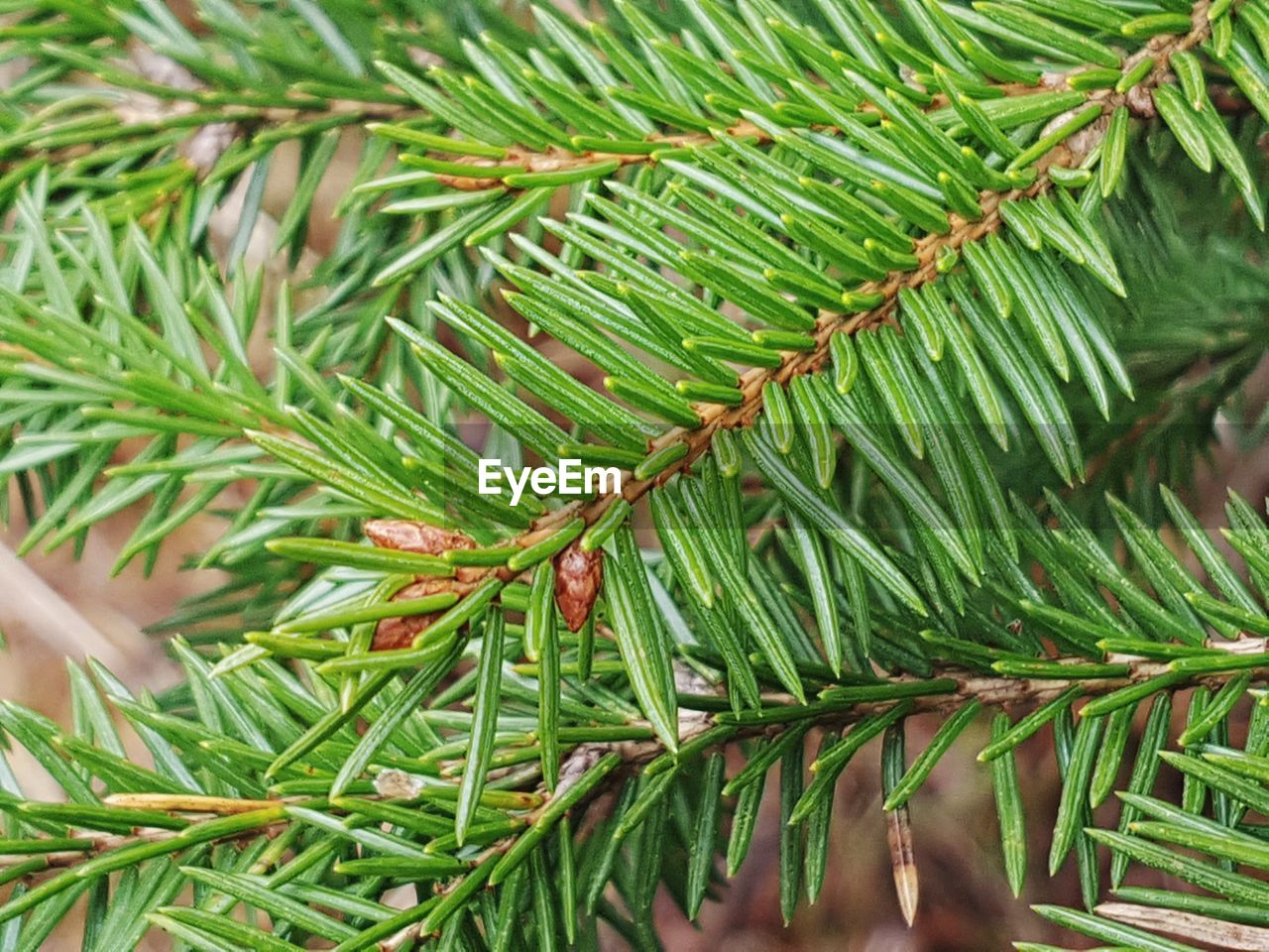 Close-up of branches