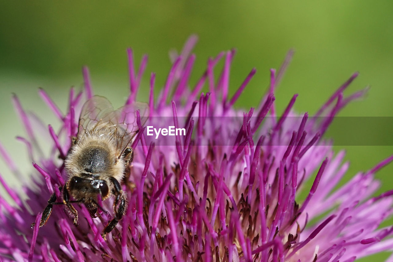 CLOSE-UP OF BEE POLLINATING FLOWER