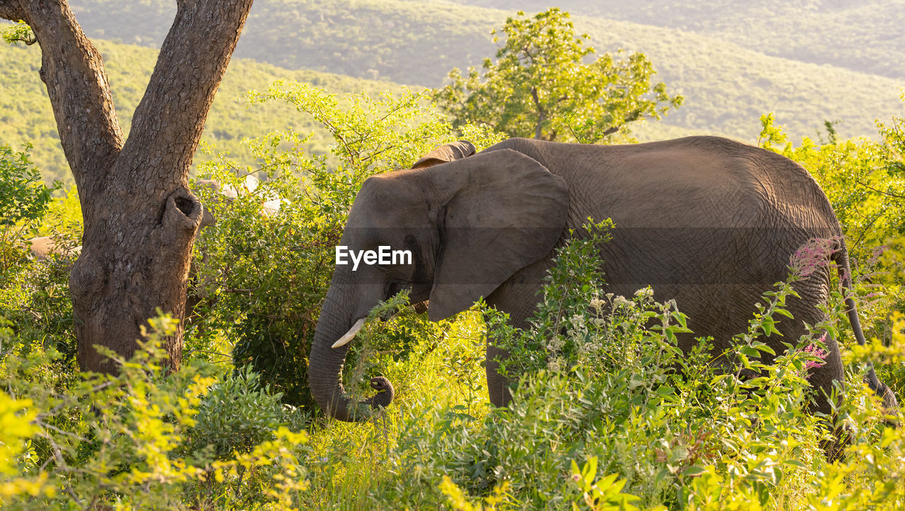 Elephant in the nature reserve hluhluwe national park south africa