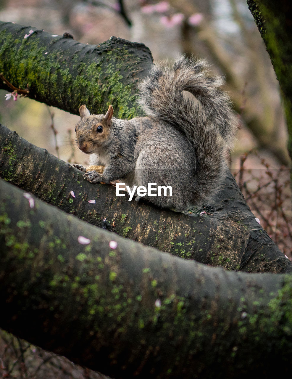 View of squirrel on tree