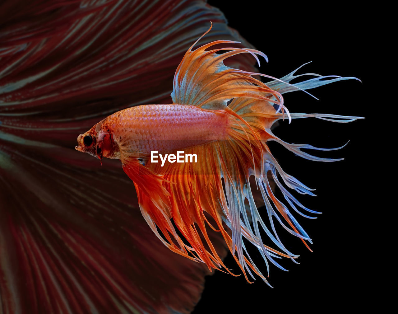 Siamese fighting fish, red fish, black background betta splendens, betta fish, halfmoon betta.