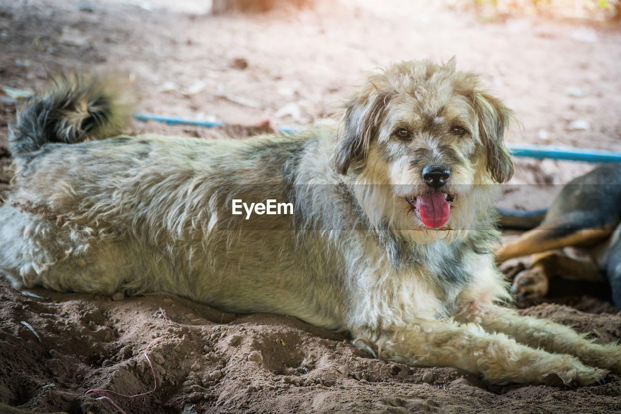 PORTRAIT OF DOG RELAXING ON LAND