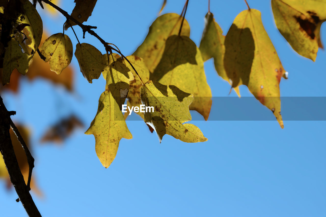 leaf, plant part, yellow, tree, autumn, nature, sky, sunlight, branch, no people, blue, plant, clear sky, beauty in nature, outdoors, day, close-up, flower, low angle view, maple leaf