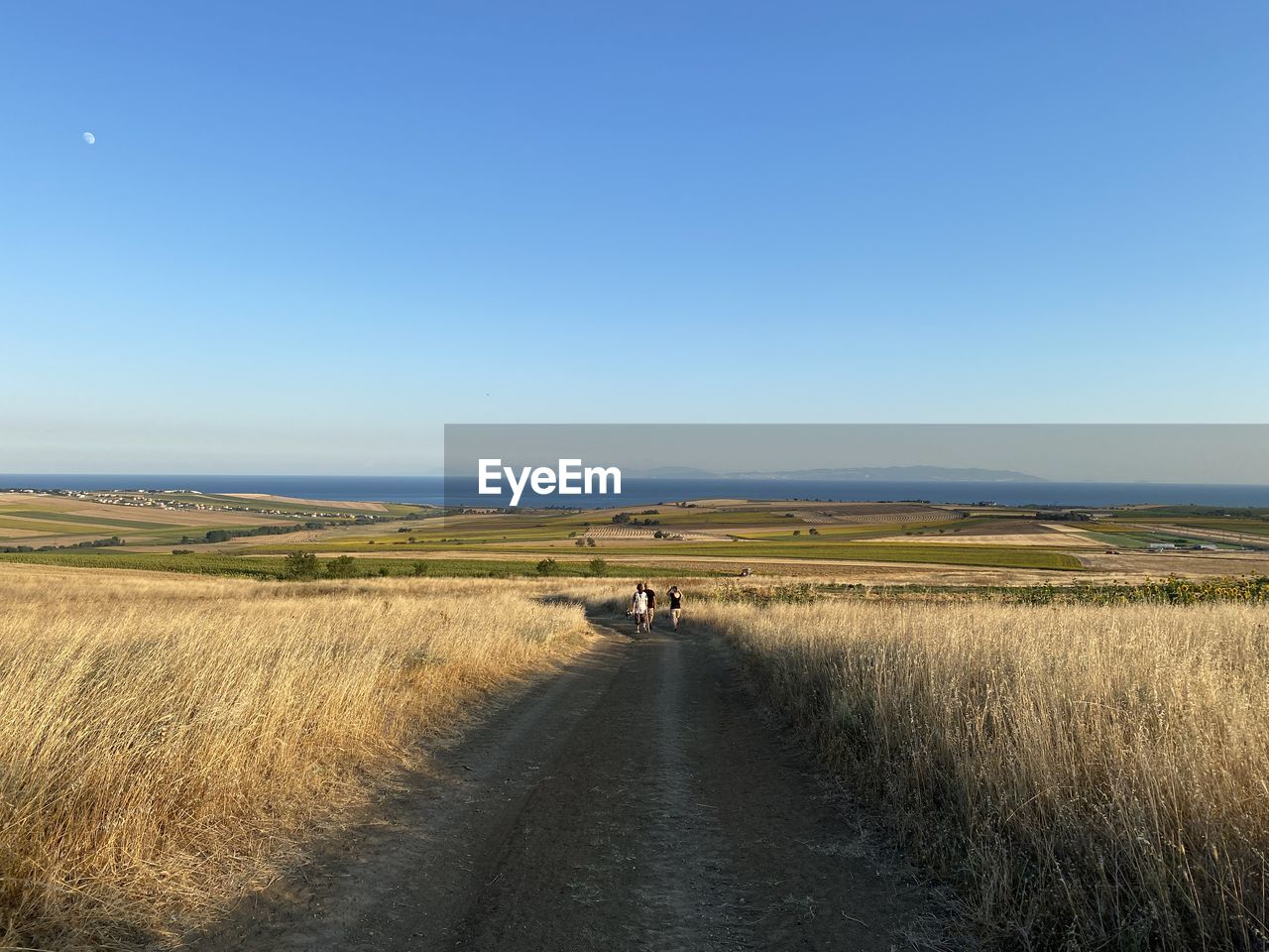 horizon, sky, landscape, environment, land, nature, scenics - nature, transportation, prairie, road, plain, plant, natural environment, beauty in nature, field, clear sky, grassland, rural area, grass, steppe, blue, rural scene, hill, tranquility, tranquil scene, morning, no people, animal, agriculture, day, marsh, the way forward, non-urban scene, animal wildlife, horizon over land, animal themes, mammal, outdoors, travel, dirt road, copy space, sunny, sunlight, remote, cloud, mode of transportation, idyllic, travel destinations, cereal plant, distant