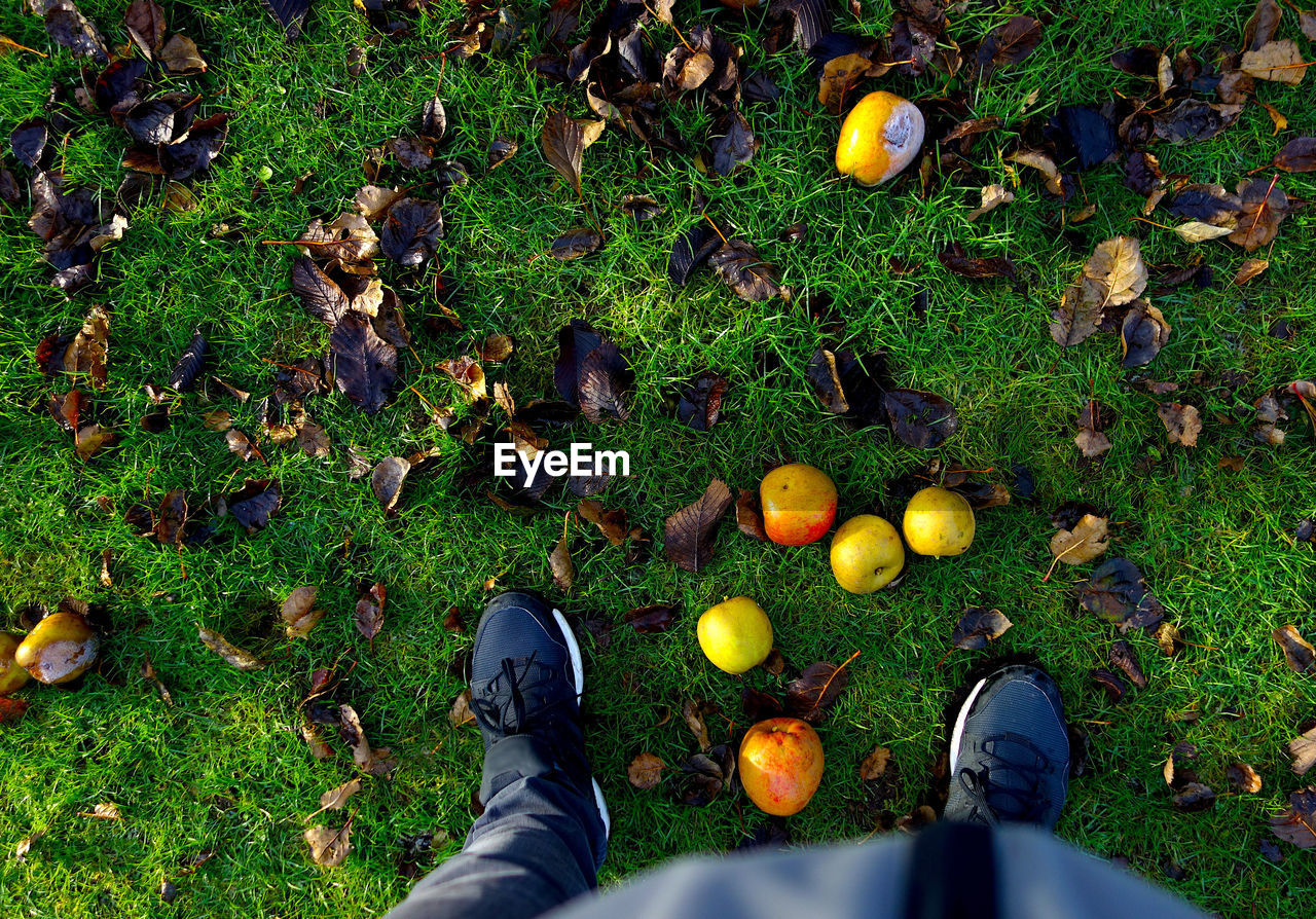 Low section of man standing by apples on field