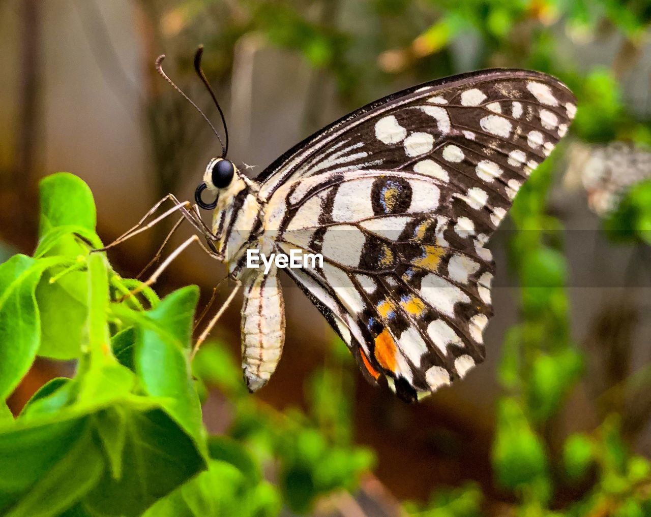 BUTTERFLY ON FLOWER