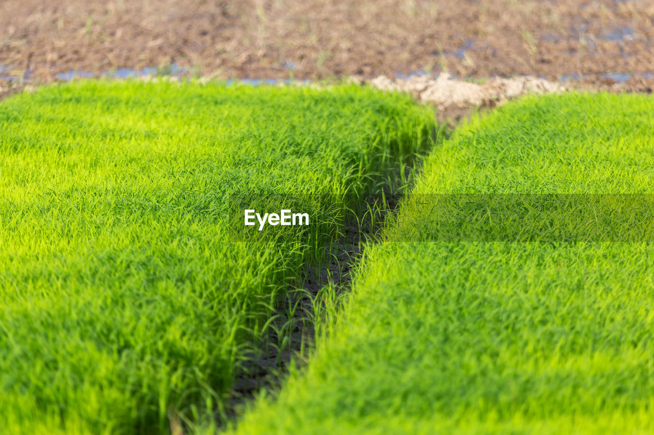 Close-up of agricultural field