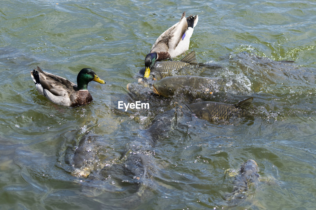 HIGH ANGLE VIEW OF BIRDS IN LAKE