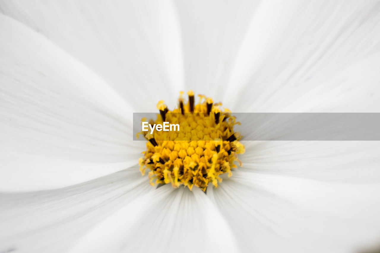 CLOSE-UP OF WHITE FLOWER WITH YELLOW POLLEN