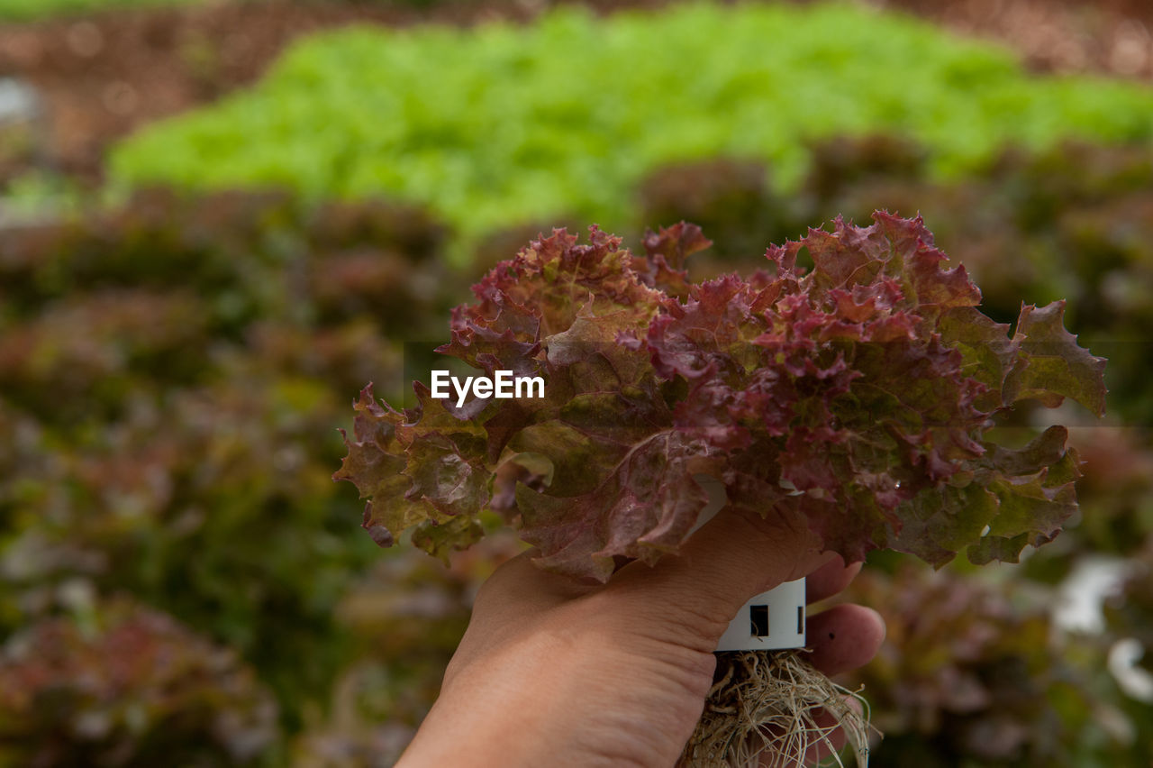 CLOSE-UP OF HAND HOLDING PLANT