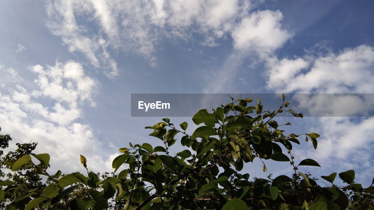 LOW ANGLE VIEW OF FRESH GREEN PLANTS AGAINST SKY