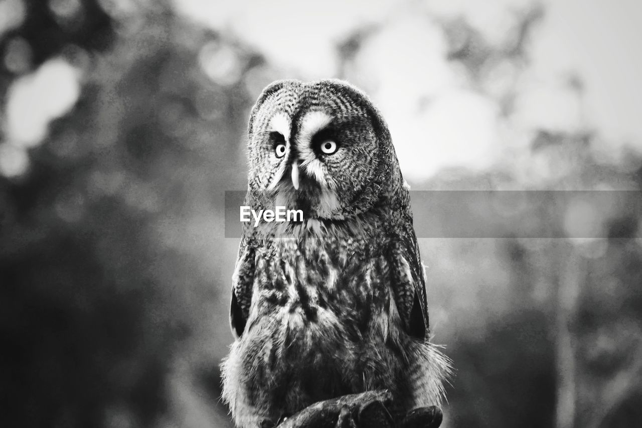 Close-up of owl