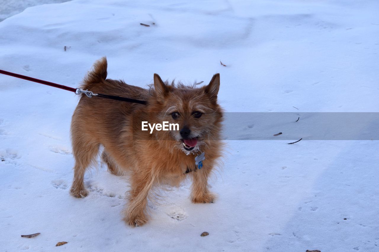 PORTRAIT OF DOG DURING WINTER