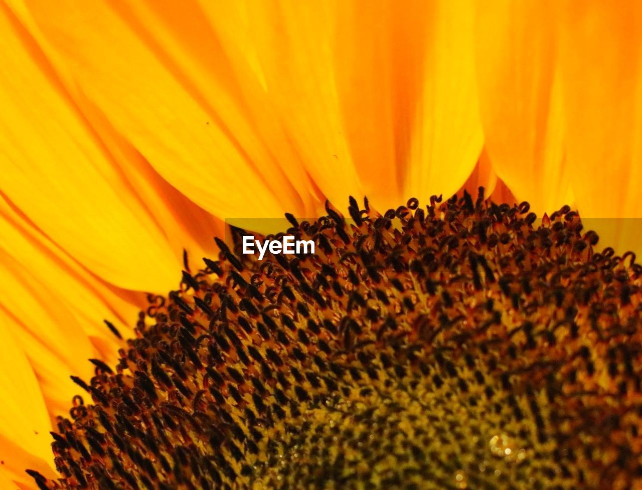 Close-up of orange sunflower