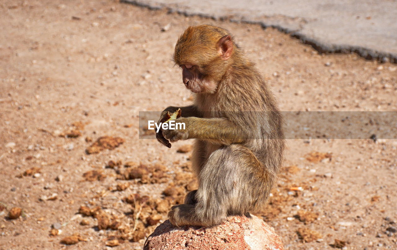 Macaque monkey waiting foe the food from tourists in morocco