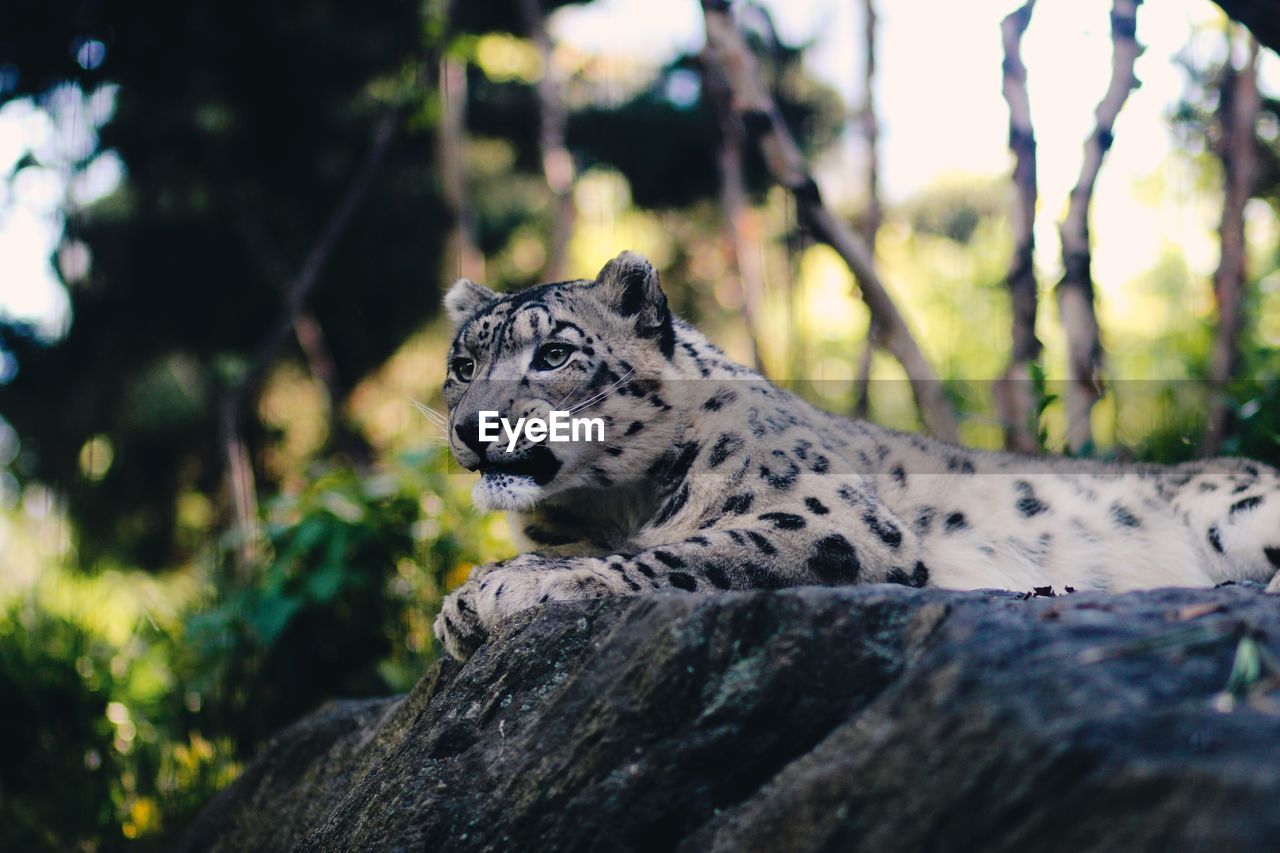 Close-up of alert snow leopard looking away while relaxing on rock in forest