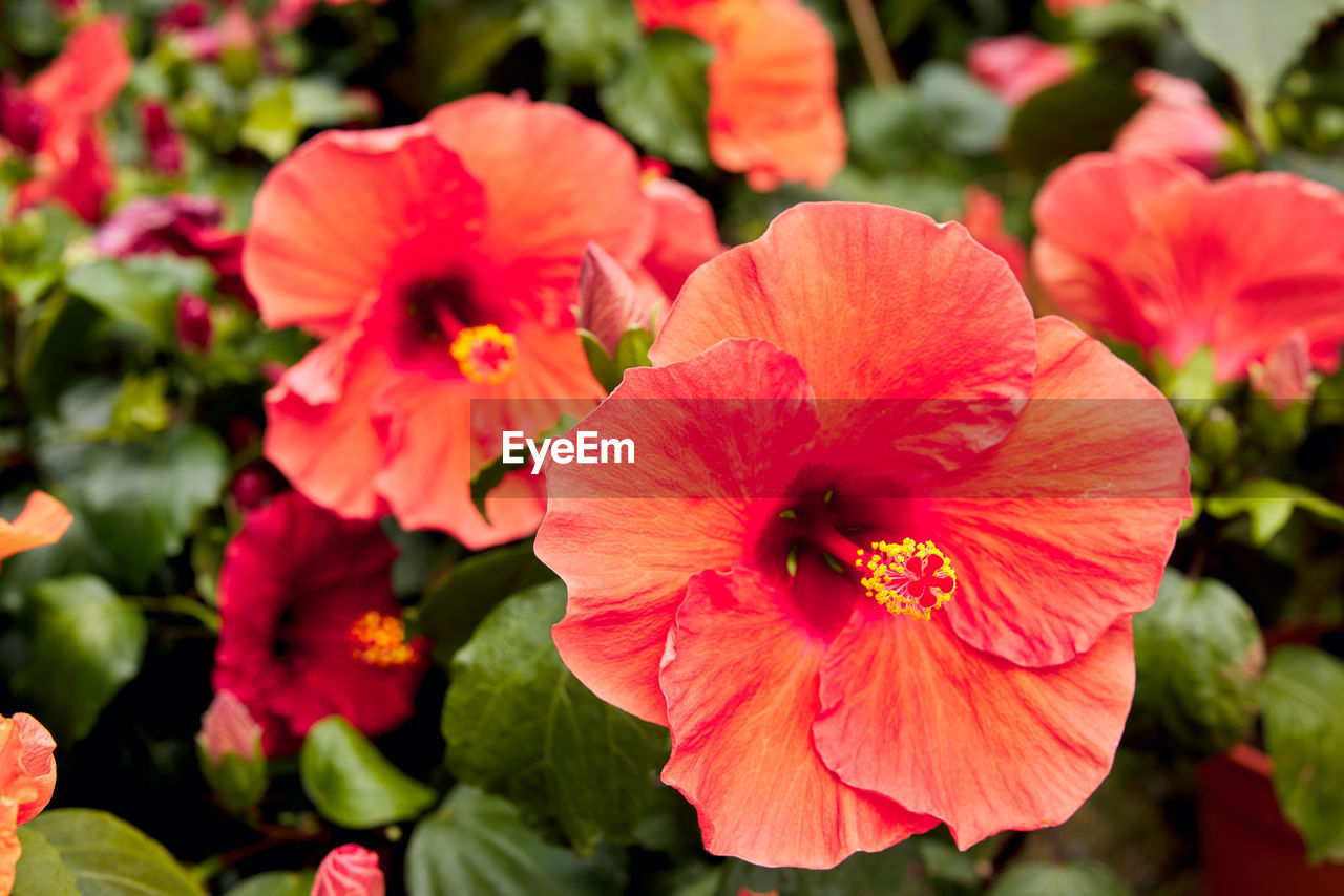 flower, flowering plant, plant, freshness, beauty in nature, petal, inflorescence, flower head, close-up, fragility, hibiscus, red, nature, growth, pink, pollen, no people, focus on foreground, botany, outdoors, stamen, plant part, blossom, leaf, day, vibrant color