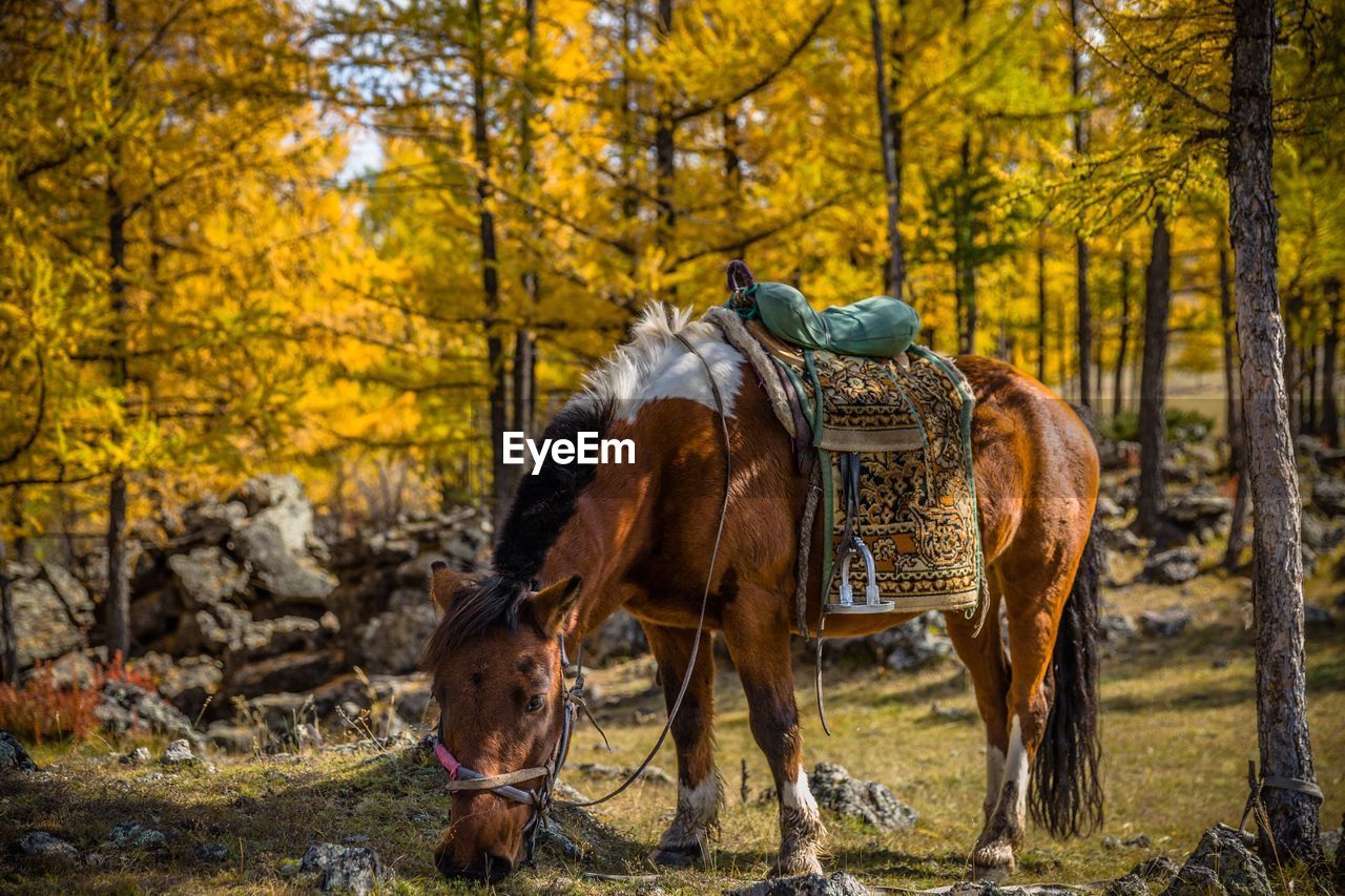 Horse grazing on grassy field against trees at forest