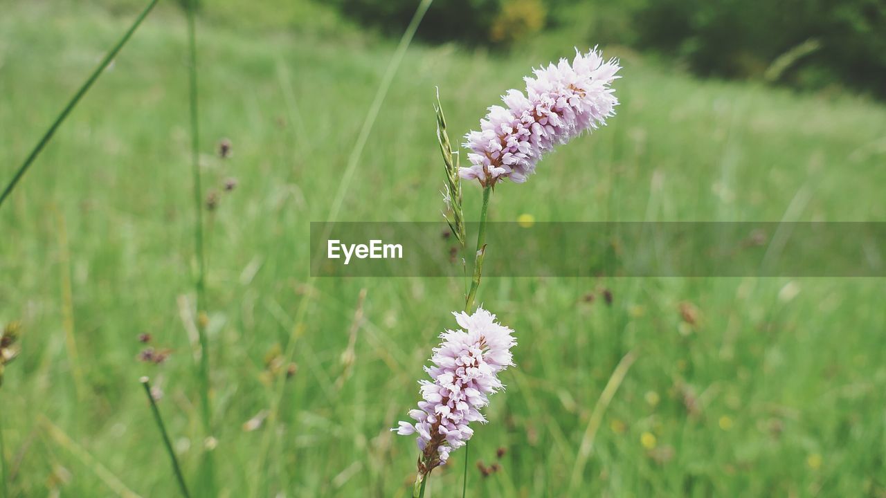 CLOSE-UP OF THISTLE ON FIELD