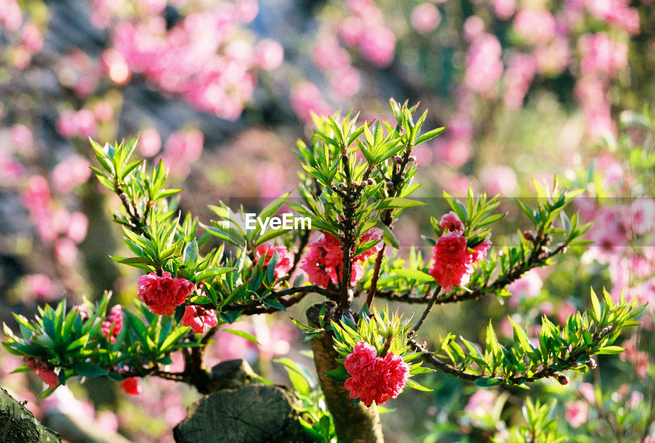 CLOSE-UP OF FLOWERS AGAINST BLURRED BACKGROUND