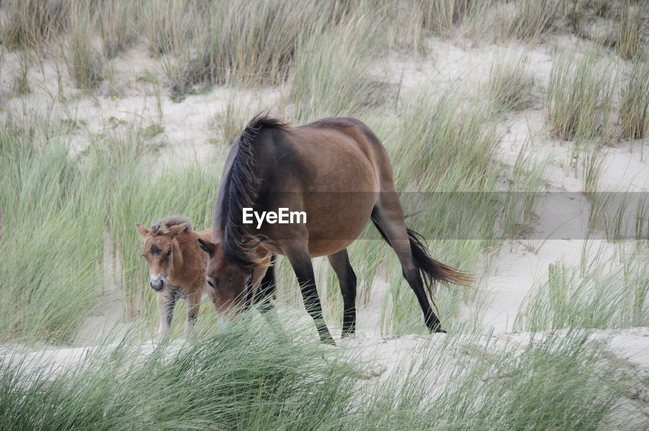 Horses in the dunes