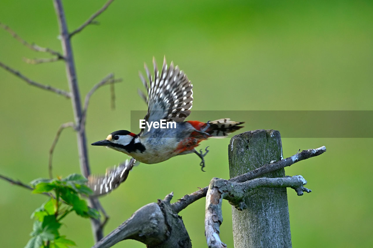 CLOSE-UP OF A BIRD PERCHING ON BRANCH