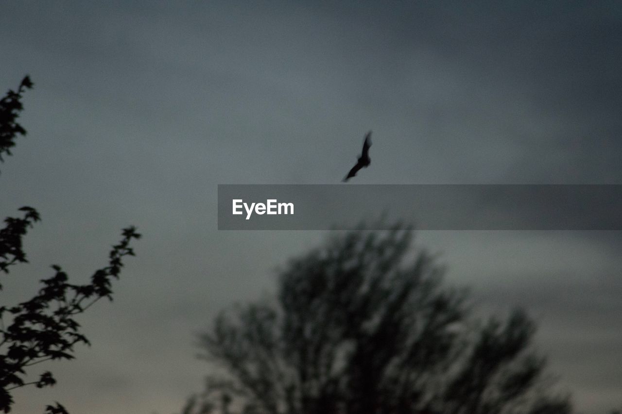 LOW ANGLE VIEW OF SILHOUETTE BIRD FLYING AGAINST SKY