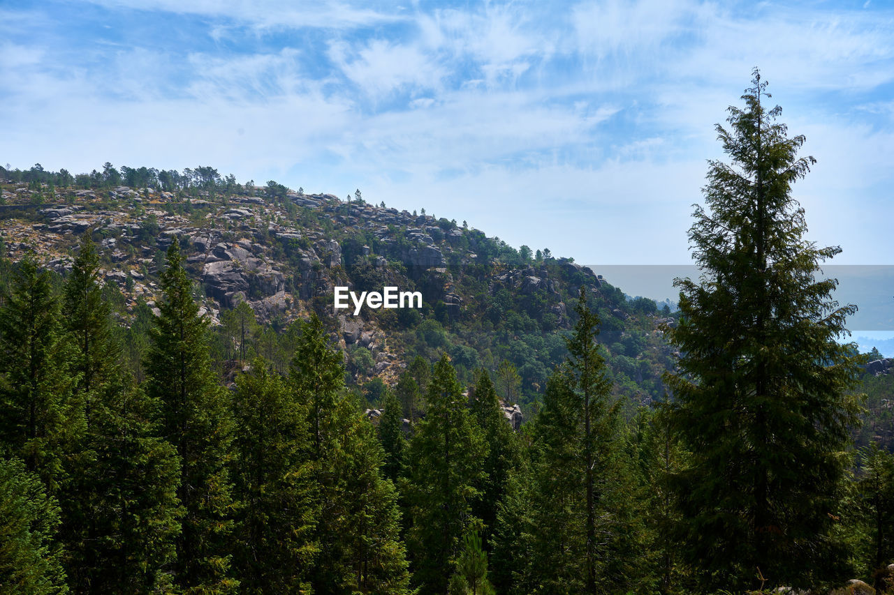 PINE TREES AGAINST SKY