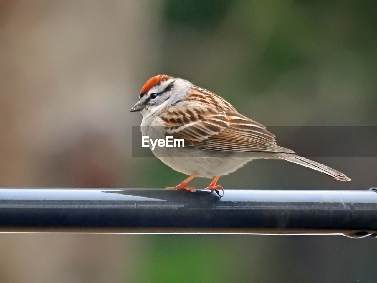 CLOSE-UP OF SPARROW PERCHING ON RAILING