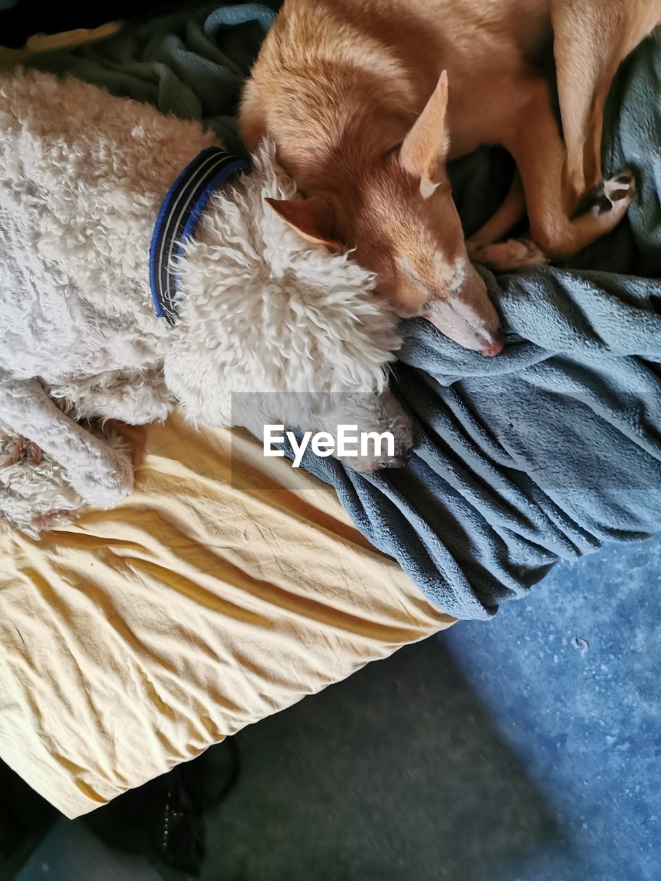 HIGH ANGLE VIEW OF A DOG SLEEPING ON BED