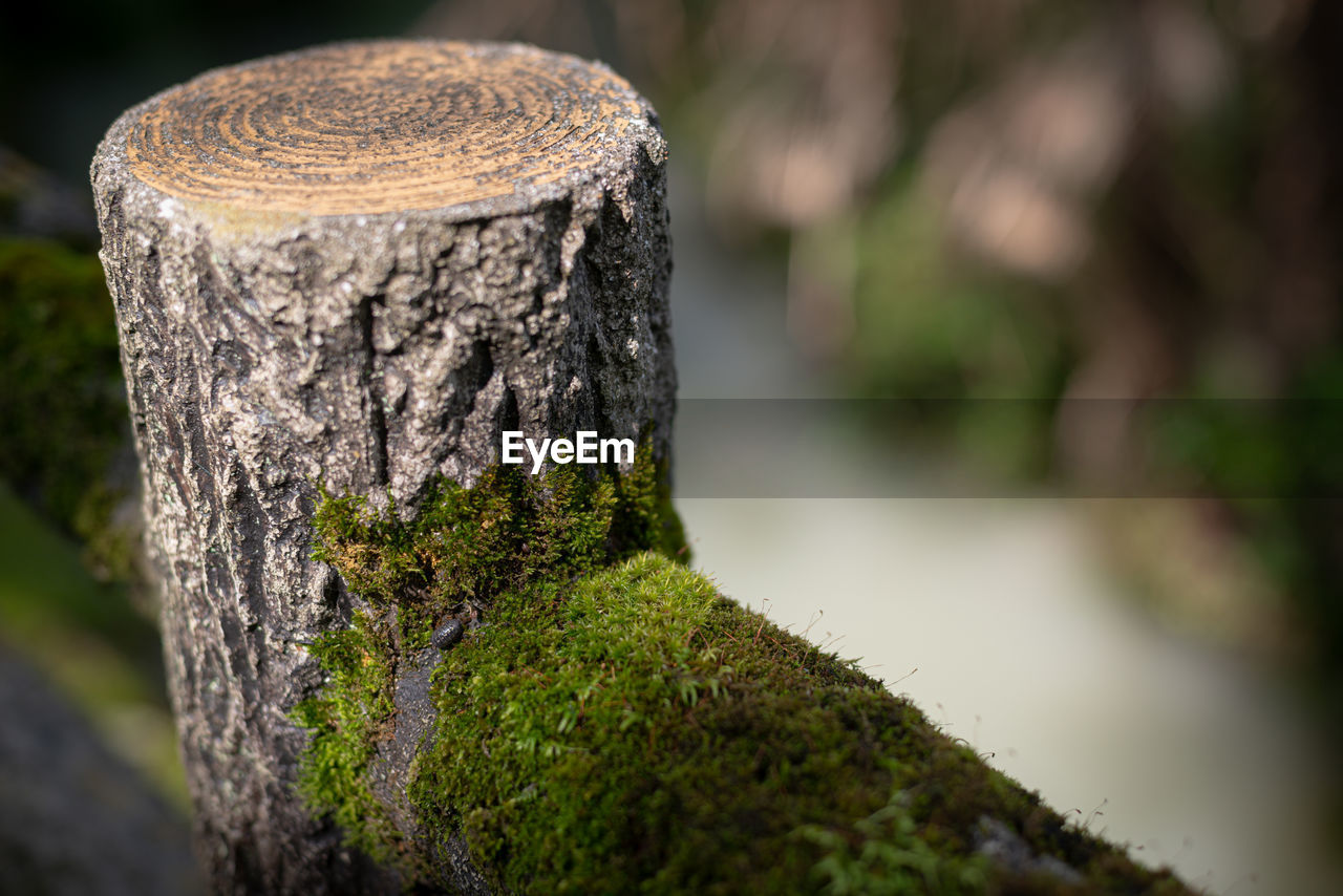 Close-up of tree trunk