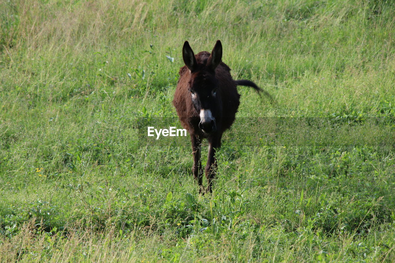 VIEW OF DOG RUNNING ON GRASS