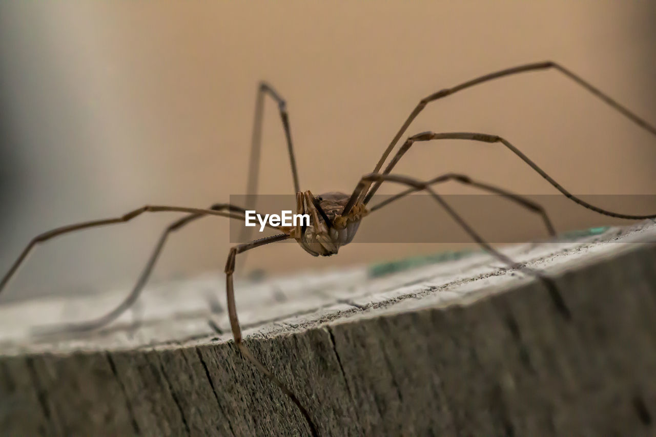 Close-up of spider on tree stump