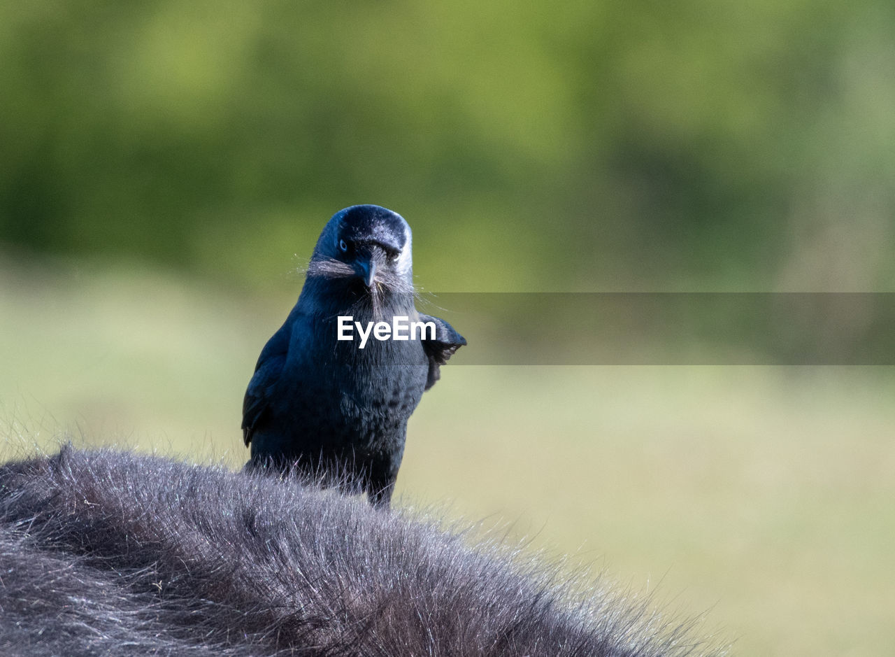 CLOSE-UP OF BIRD PERCHING ON PLANTS