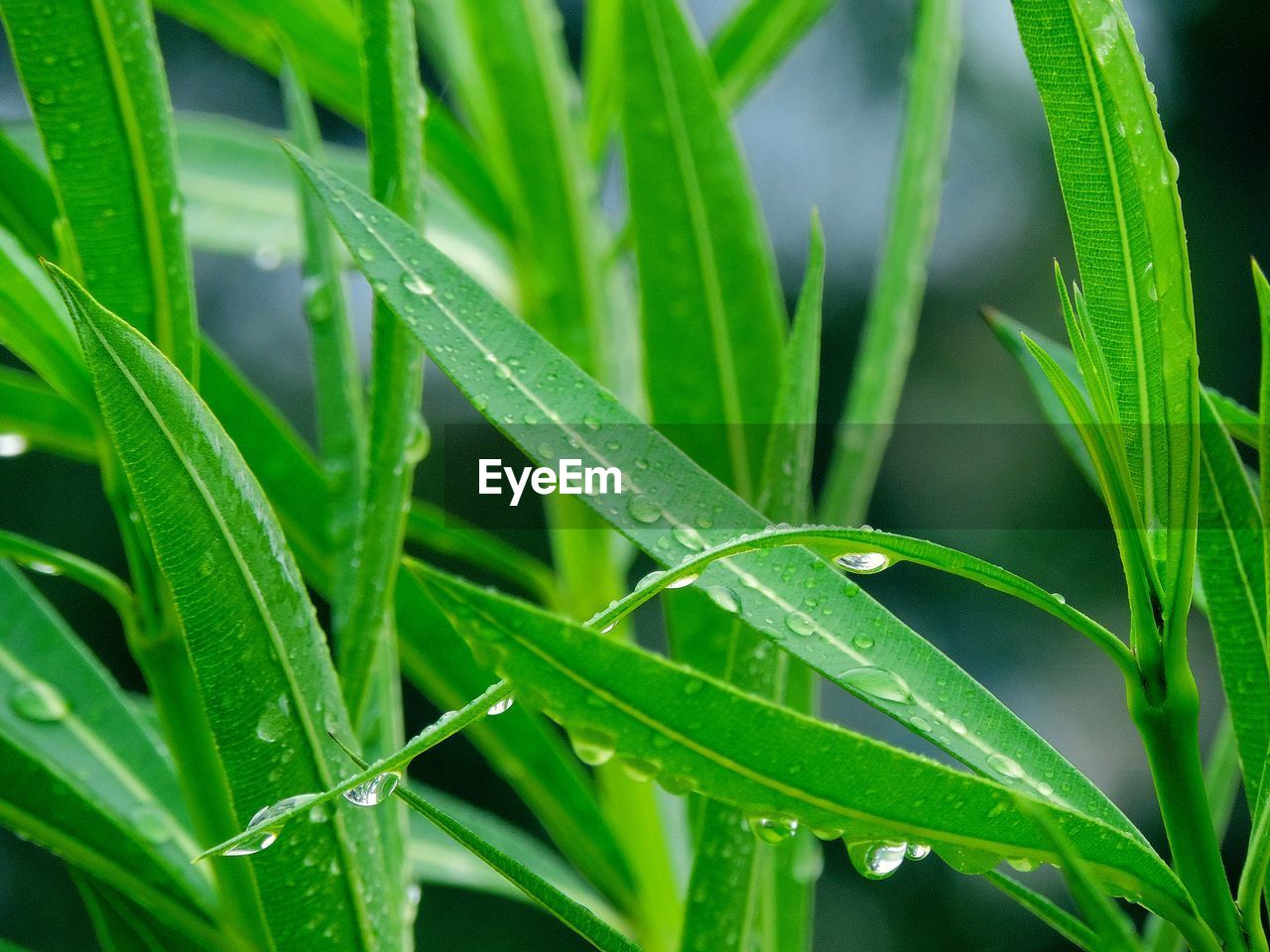 Close-up of wet plant