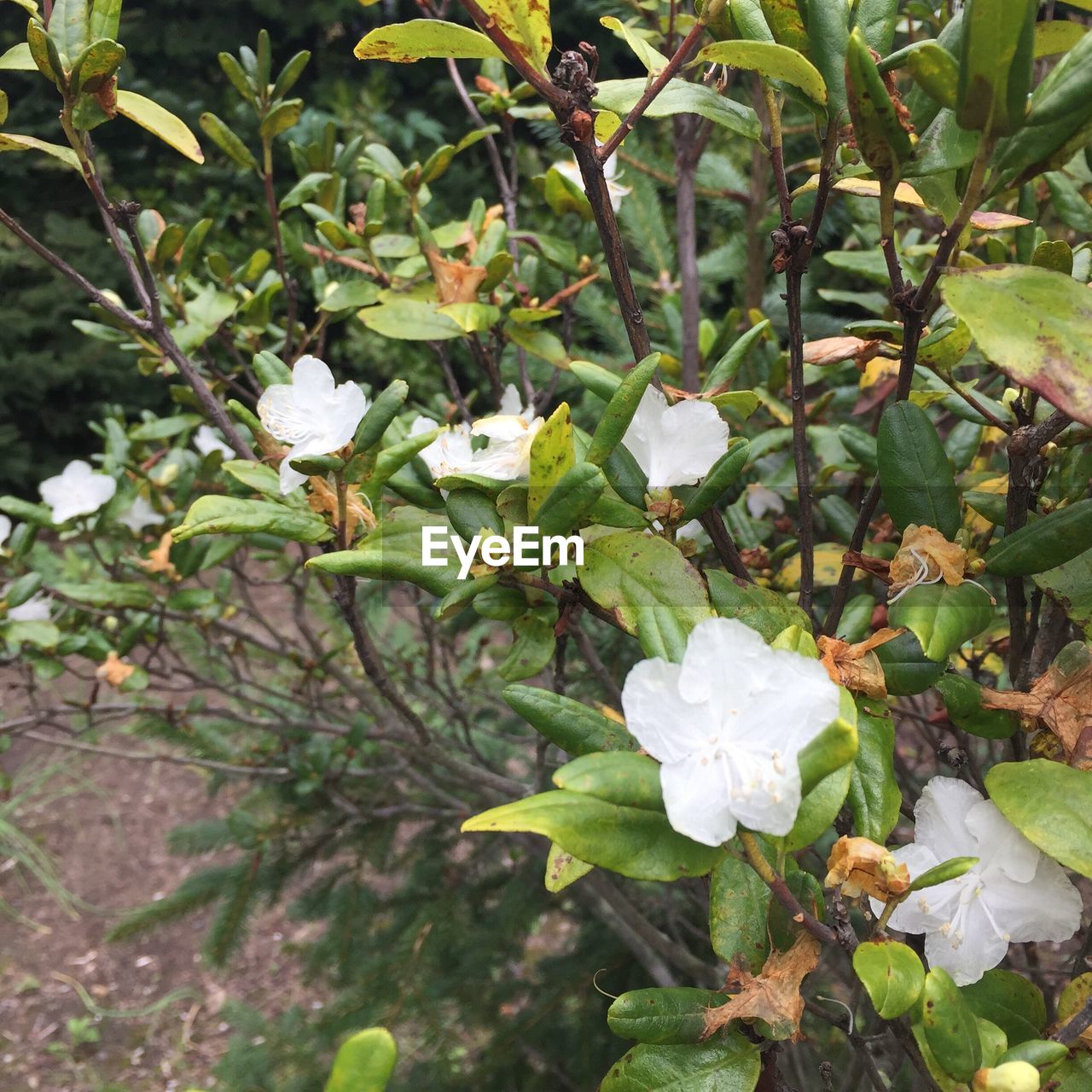 CLOSE-UP OF WHITE FLOWERS GROWING ON PLANT