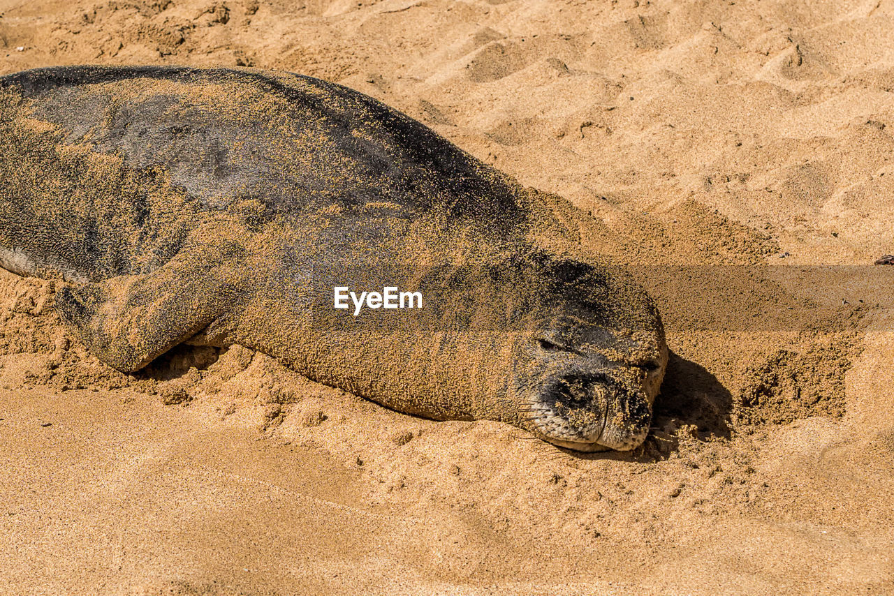 Sea lion resting on the sand