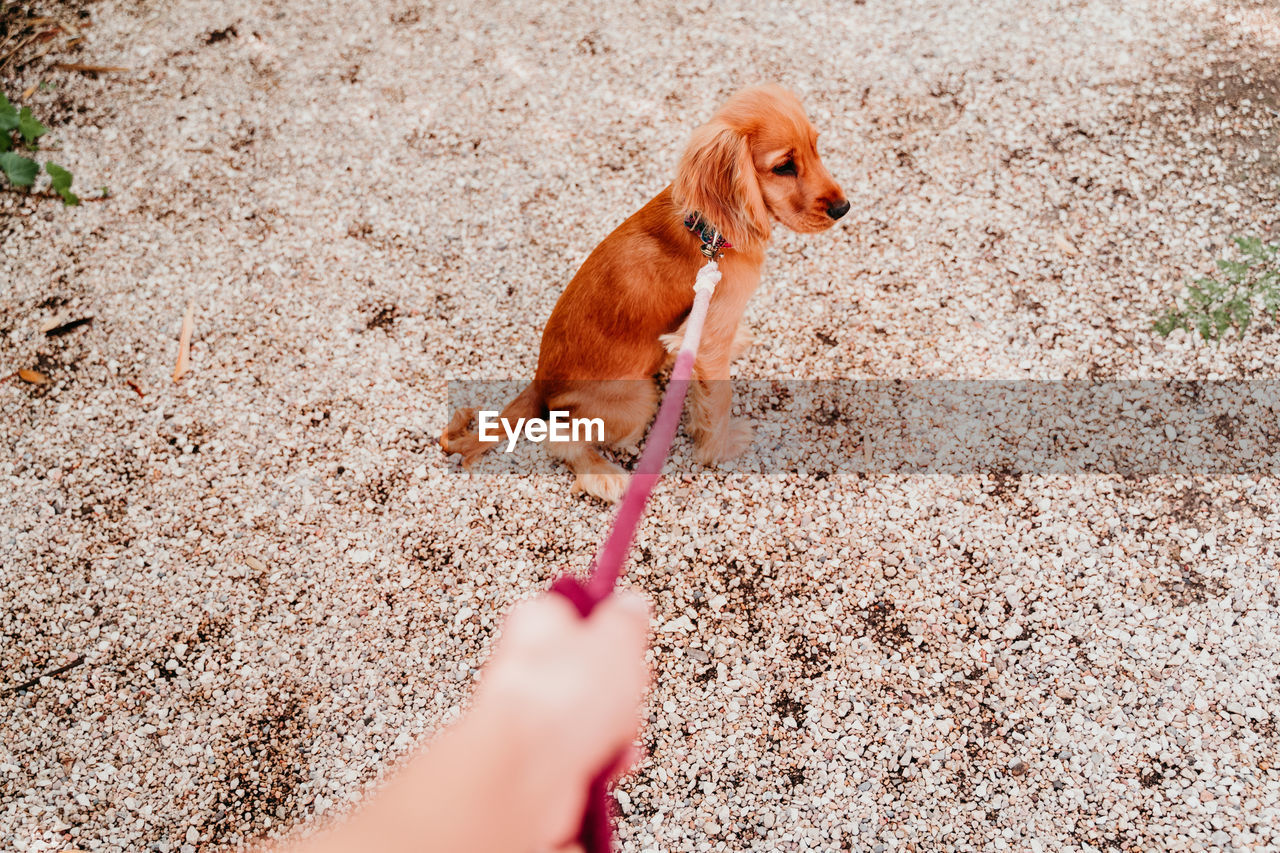 Cropped image of hand holding dog with pet leash
